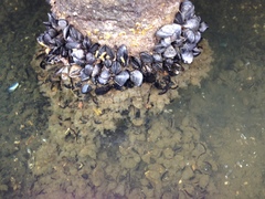 Molgula manhattensis