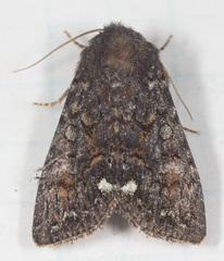 Melanchra pulverulenta
