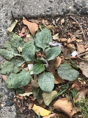 Golovinomyces sordidus