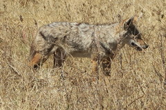 Canis lupaster bea