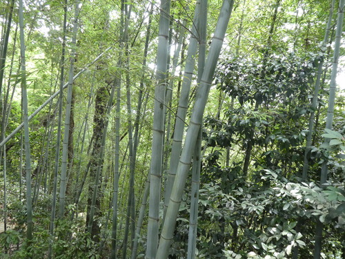 Ein weiteres Foto von Moso bamboo