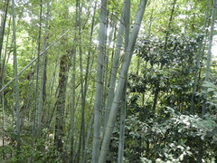 Moso-Bambus (Phyllostachys edulis): Herkunft und Verwendung — Foto 2
