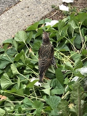 Sturnus vulgaris
