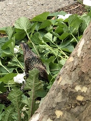 Sturnus vulgaris