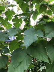 Morus alba