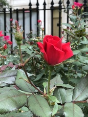 Rosa