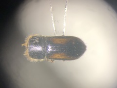 Trypodendron retusum