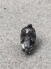 Columba livia domestica
