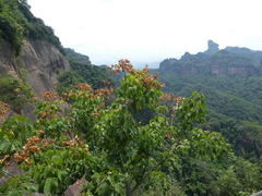 Firmiana danxiaensis