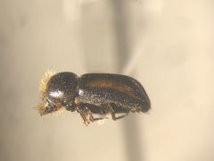 Trypodendron retusum