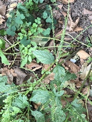 Verbena urticifolia