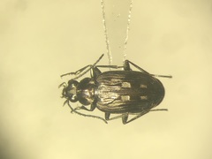 Bembidion levettei