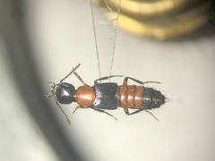 Laetulonthus laetulus