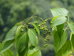 Discocleidion ulmifolium
