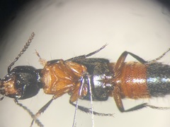 Laetulonthus laetulus