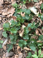 Viola sororia