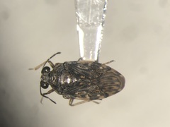 Saldula pallipes