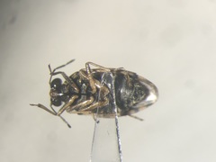 Saldula pallipes
