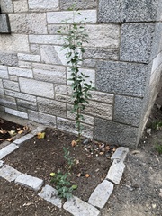 Baccharis halimifolia