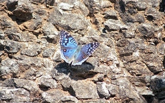 Junonia rhadama