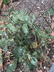 Verbena urticifolia