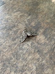 Ceratomia undulosa