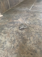 Ceratomia undulosa
