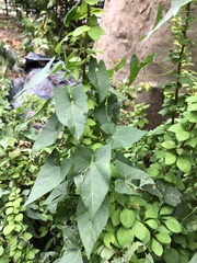 Calystegia sepium