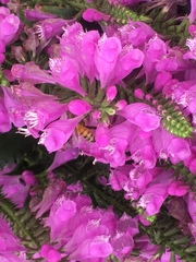 Apis mellifera