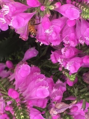 Apis mellifera