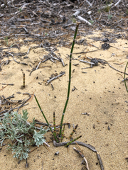 Equisetum × trachyodon