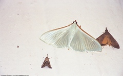 Stemorrhages sericea