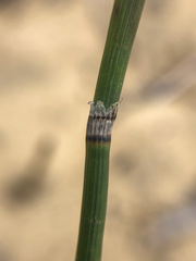 Equisetum × trachyodon