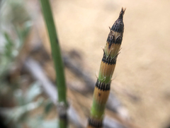 Equisetum × trachyodon