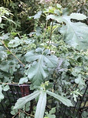 Morus alba