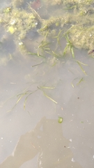 Potamogeton foliosus