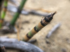 Equisetum × trachyodon