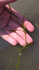 Potamogeton foliosus
