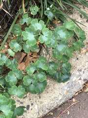 Aquilegia