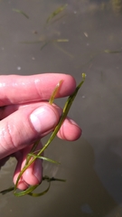 Potamogeton foliosus