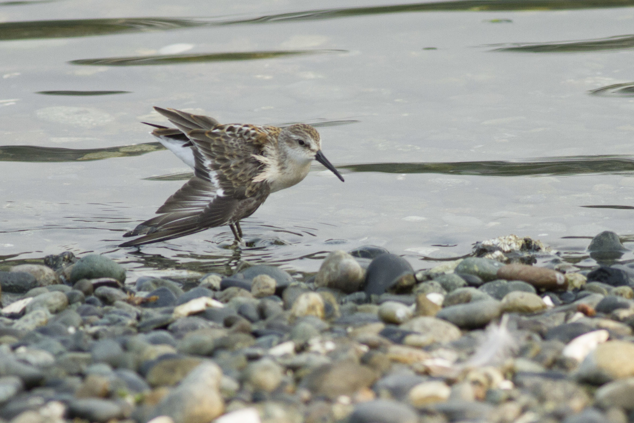 Western Sandpiper