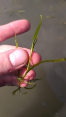 Potamogeton foliosus