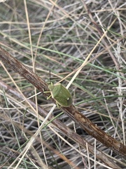 Chlorochroa