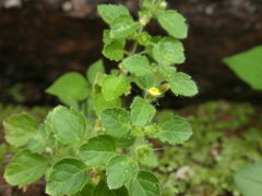 Lindenbergia muraria