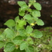 Lindenbergia muraria - Photo (c) Aaron Liston, algunos derechos reservados (CC BY), subido por Aaron Liston