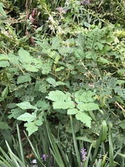 Koelreuteria paniculata