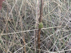 Chlorochroa