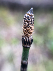 Equisetum × trachyodon