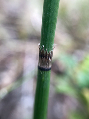 Equisetum × trachyodon