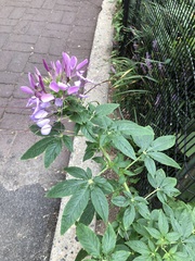 Cleome houtteana